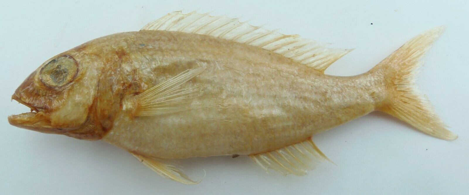 Rosy Dwarf Monocle Bream Parascolopsis Eriomma Fish Taxidermy Oddities