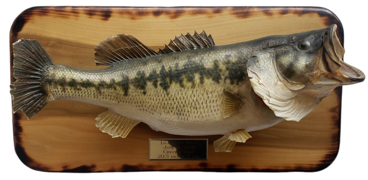 20.5" Largemouth Bass Taxidermy Mount / Man Cave / Rustic Cabin Decor / Fishing
