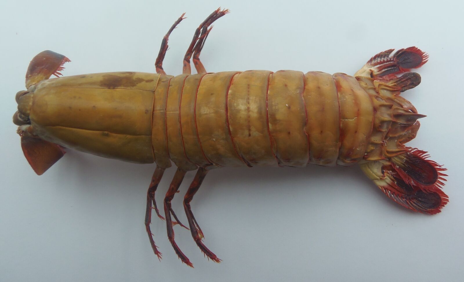 Crustaceans Peacock Mantis Shrimp Odontodactylus Scyllarus Taxidermy Oddities