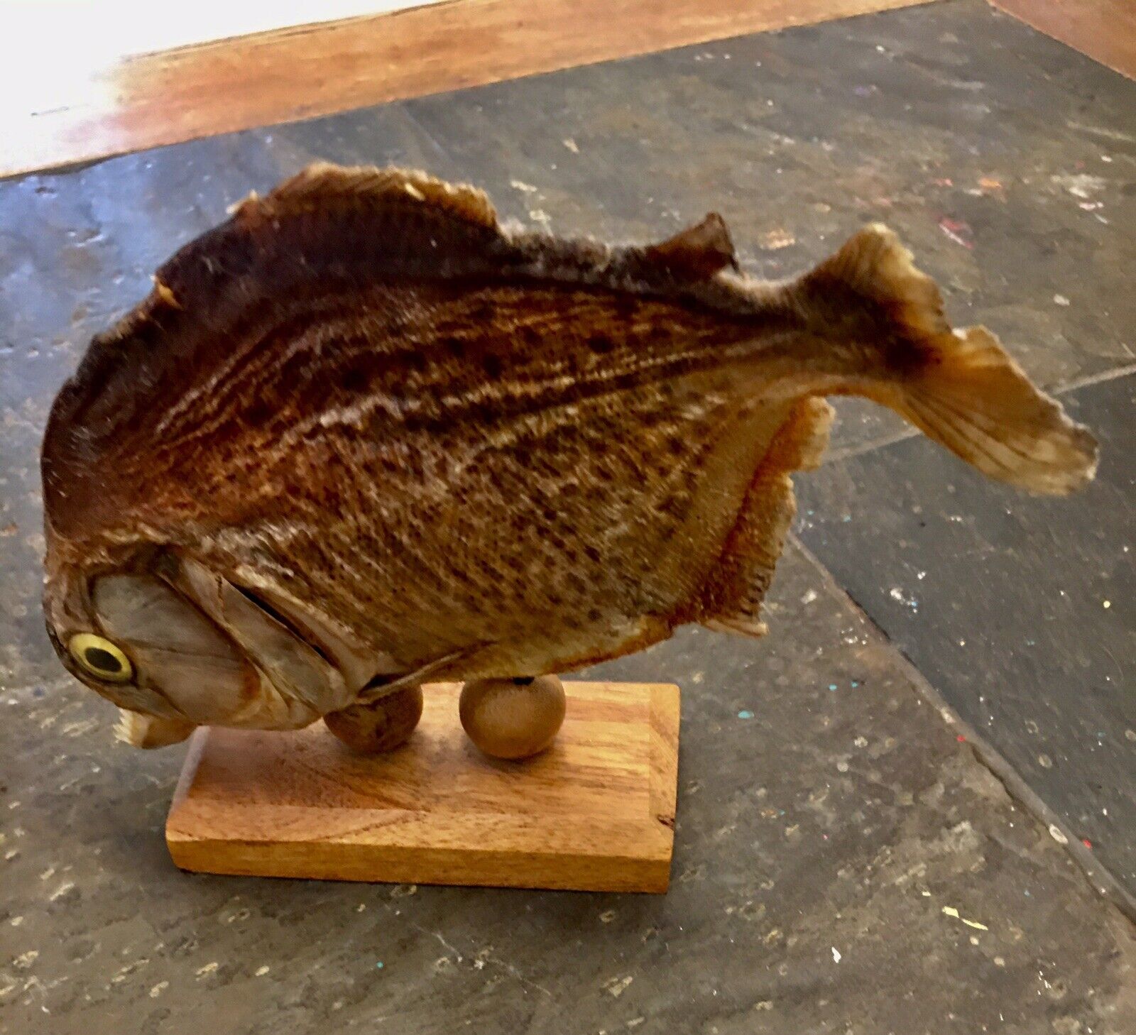 Genuine Classic Vintage Real Taxidermy 7” Long Piranha Fish Specimen • Display