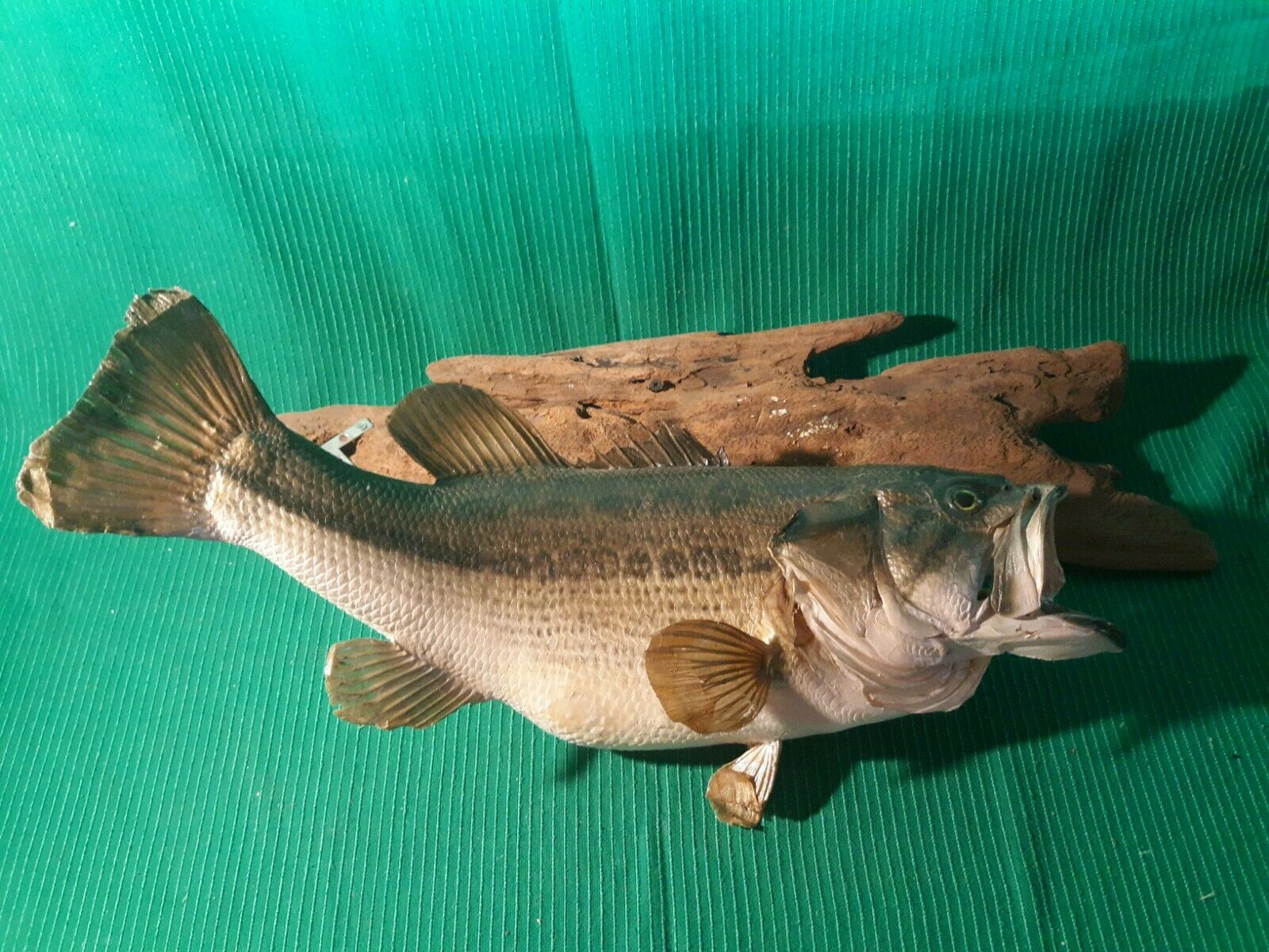 Largemouth Bass Taxidermy 22" Long Vintage 9lb